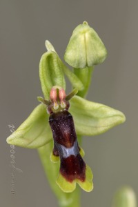 Ophrys subinsectifera Hermosilla & Sabando