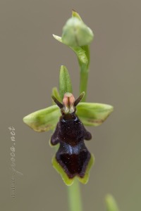Ophrys subinsectifera Hermosilla & Sabando