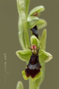 Ophrys subinsectifera Hermosilla & Sabando