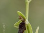 Ophrys subinsectifera