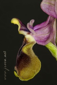 Ophrys tenthredinifera Willd. Ophrys tenthredinifera Willd.