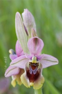 Ophrys tenthredinifera Willd. Ophrys tenthredinifera Willd.