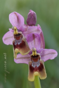 Ophrys tenthredinifera Willd. Ophrys tenthredinifera Willd.