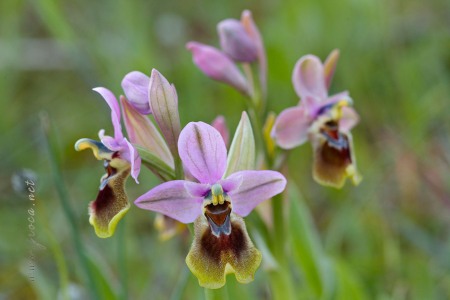 Ophrys tenthredinifera Willd. Ophrys tenthredinifera Willd.