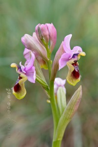 Ophrys tenthredinifera Willd. Ophrys tenthredinifera Willd.