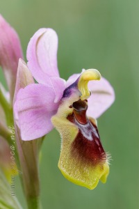 Ophrys tenthredinifera Willd. Ophrys tenthredinifera Willd.