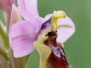 Ophrys tenthredinifera