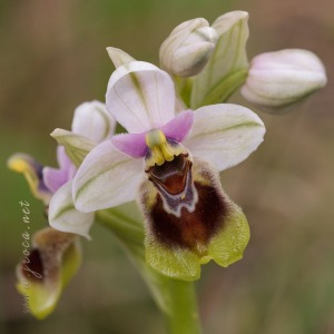 Ophrys tenthredinifera Willd. Ophrys tenthredinifera Willd.