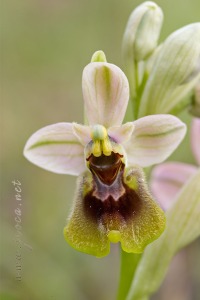 Ophrys tenthredinifera Willd. Ophrys tenthredinifera Willd.