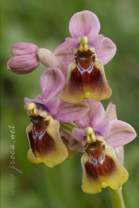 Ophrys tenthredinifera Willd. Ophrys tenthredinifera Willd.