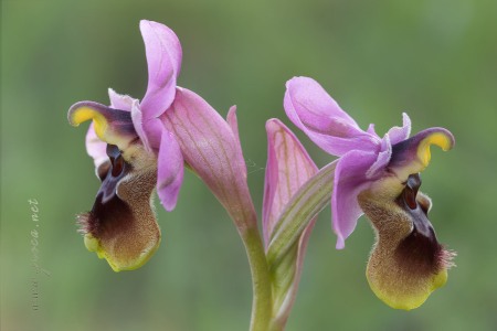 Ophrys tenthredinifera Willd. Ophrys tenthredinifera Willd.