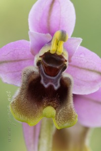 Ophrys tenthredinifera Willd. Ophrys tenthredinifera Willd.