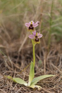 Ophrys tenthredinifera Willd. Ophrys tenthredinifera Willd.