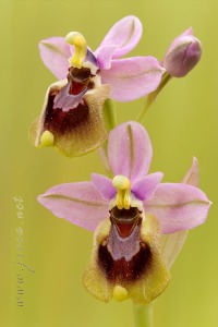 Ophrys tenthredinifera Willd. Ophrys tenthredinifera Willd.