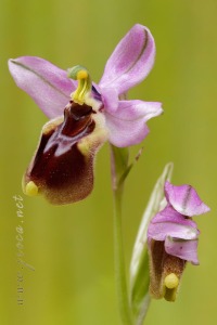 Ophrys tenthredinifera Willd. Ophrys tenthredinifera Willd.