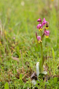 Ophrys tenthredinifera Willd. Ophrys tenthredinifera Willd.