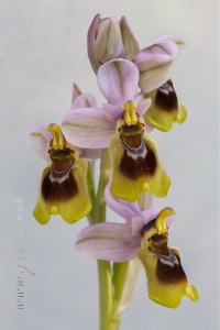 Ophrys tenthredinifera Willd. Ophrys tenthredinifera Willd.