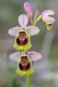 Ophrys tenthredinifera Willd. Ophrys tenthredinifera Willd.