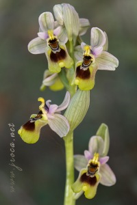 Ophrys tenthredinifera Willd. Ophrys tenthredinifera Willd.