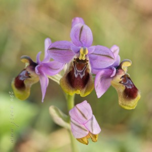 Ophrys tenthredinifera Willd. Ophrys tenthredinifera Willd.