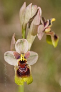 Ophrys tenthredinifera Willd. Ophrys tenthredinifera Willd.
