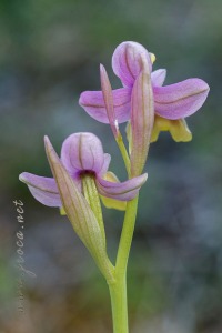 Ophrys tenthredinifera Willd. Ophrys tenthredinifera Willd.