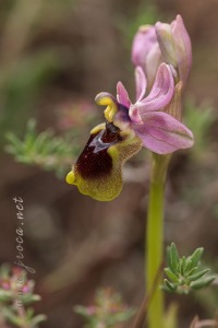 Ophrys tenthredinifera Willd. Ophrys tenthredinifera Willd.