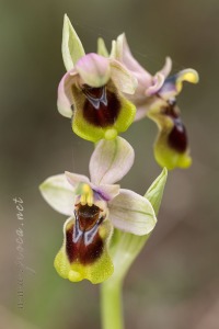 Ophrys tenthredinifera Willd. Ophrys tenthredinifera Willd.