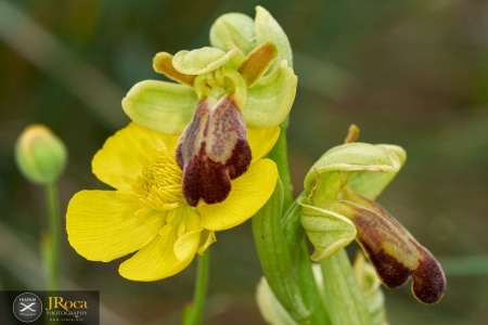 Ophrys vasconica (O.Danesch & E.Danesch ) P. Delforge Ophrys vasconica (O.Danesch & E.Danesch ) P. Delforge