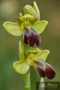 Ophrys vasconica (O.Danesch & E.Danesch ) P. Delforge Ophrys vasconica (O.Danesch & E.Danesch ) P. Delforge