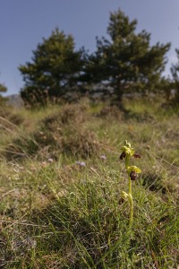 Ophrys vasconica (O.Danesch & E.Danesch) P.Delforge, 1991 Ophrys vasconica (O.Danesch & E.Danesch) P.Delforge, 1991