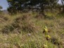 Ophrys vasconica