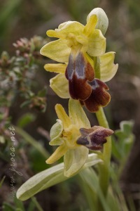 Ophrys vasconica (O.Danesch & E.Danesch) P.Delforge, 1991 Ophrys vasconica (O.Danesch & E.Danesch) P.Delforge, 1991