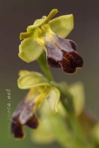 Ophrys vasconica (O.Danesch & E.Danesch) P.Delforge, 1991 Ophrys vasconica (O.Danesch & E.Danesch) P.Delforge, 1991
