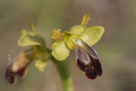 Ophrys vasconica (O.Danesch & E.Danesch) P.Delforge, 1991 Ophrys vasconica (O.Danesch & E.Danesch) P.Delforge, 1991