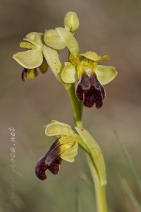 Ophrys vasconica (O.Danesch & E.Danesch) P.Delforge, 1991 Ophrys vasconica (O.Danesch & E.Danesch) P.Delforge, 1991