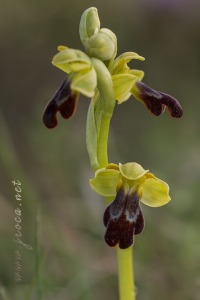 Ophrys vasconica (O.Danesch & E.Danesch) P.Delforge, 1991 Ophrys vasconica (O.Danesch & E.Danesch) P.Delforge, 1991