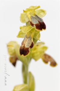 Ophrys vasconica (O.Danesch & E.Danesch) P.Delforge, 1991 Ophrys vasconica (O.Danesch & E.Danesch) P.Delforge, 1991