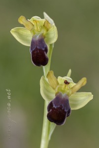 Ophrys vasconica (O.Danesch & E.Danesch) P.Delforge, 1991 Ophrys vasconica (O.Danesch & E.Danesch) P.Delforge, 1991
