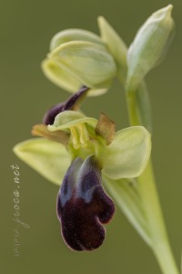 Ophrys vasconica (O.Danesch & E.Danesch) P.Delforge, 1991 Ophrys vasconica (O.Danesch & E.Danesch) P.Delforge, 1991