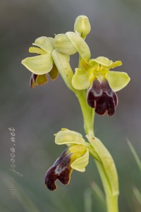 Ophrys vasconica (O.Danesch & E.Danesch) P.Delforge, 1991 Ophrys vasconica (O.Danesch & E.Danesch) P.Delforge, 1991