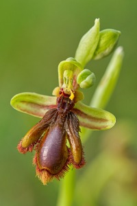 Ophrys vernixia Brot.