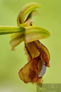 Ophrys vernixia Brot.