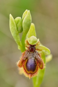 Ophrys vernixia Brot.