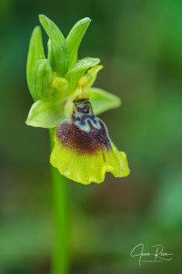 Ophrys × anamariae Robles & M.Becerra