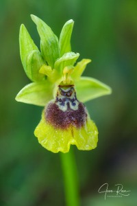 Ophrys × anamariae Robles & M.Becerra