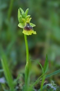 Ophrys × anamariae Robles & M.Becerra