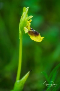 Ophrys × anamariae Robles & M.Becerra