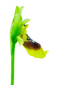 Ophrys × anamariae Robles & M.Becerra