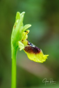 Ophrys × anamariae Robles & M.Becerra